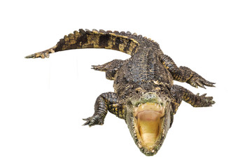 Crocodile bouche ouverte isolé sur fond blanc