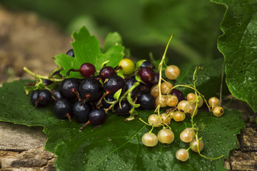 Black and white currant with leaves on the old stump, selective