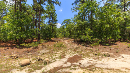 North Carolina Pine Trail 4