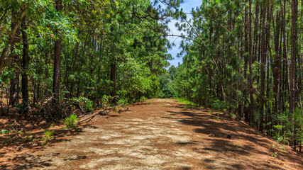 North Carolina Pine Trail