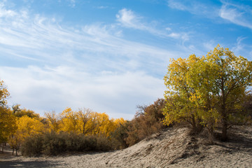 Poplar trees in autumn season with yellow leaves and white cloud