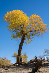 Poplar trees in autumn season