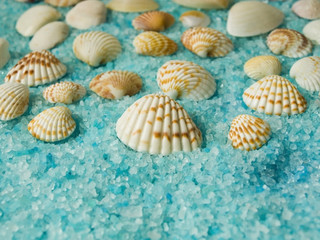 Obraz na płótnie Canvas seashells on the sand