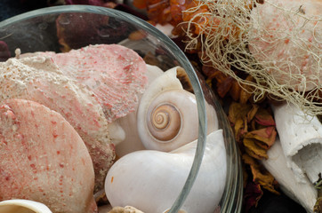 shells