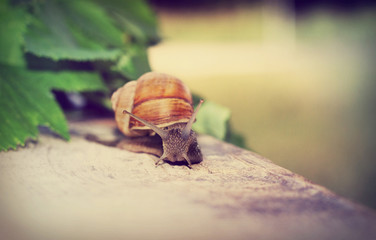 snails crawling