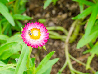 Helichrysum or Strawflower in outdoor garden,Helichrysum bracteatum