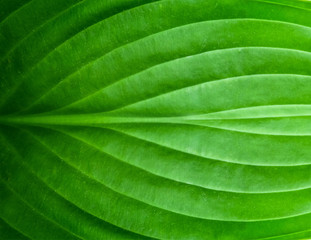 Green leaf texture