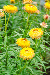 Helichrysum or Strawflower in outdoor garden,Helichrysum bracteatum