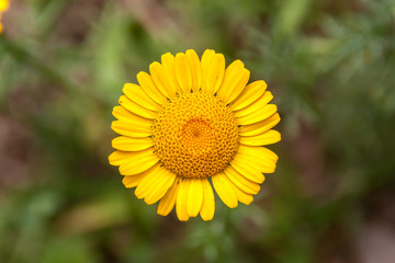 Yellow daisy