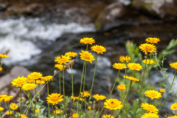 Obraz premium Yellow daisy