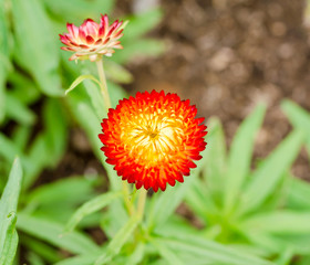 Helichrysum or Strawflower in outdoor garden,Helichrysum bracteatum