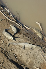 crocodile