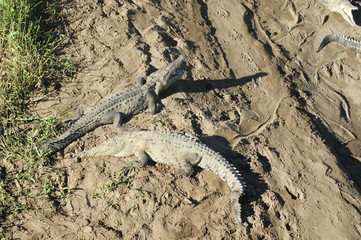 crocodile