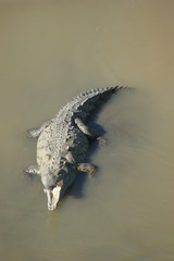 crocodiles