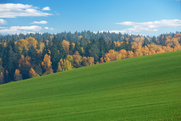 Fototapeta premium autumn