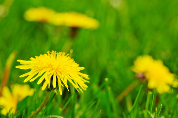 Yellow dandelion flowers .