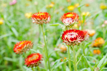 Helichrysum or Strawflower in outdoor garden,Helichrysum bracteatum