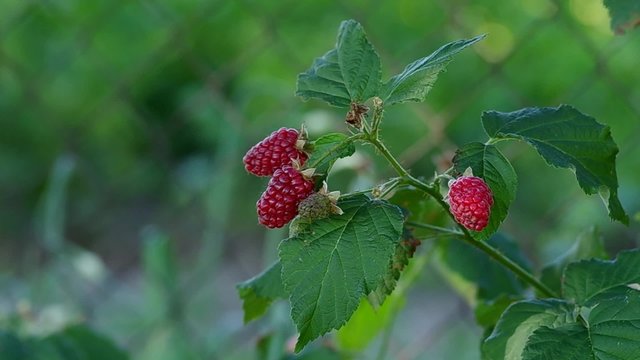 Tayberry - Rubus x "TAYBERRY" grows on a bush
