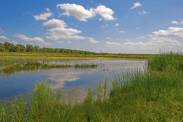 Wild flowers and cattails on the shore of a lake in summer