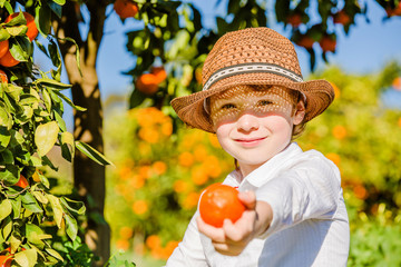 Portrait of attractive cute young boy picking mandarins at