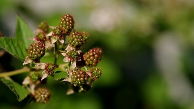 Unripe blackberries in the summer in the wind
