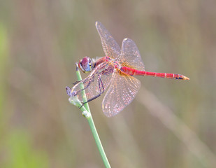 Naklejka premium red dragonfly