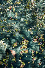 olive rete raccolta