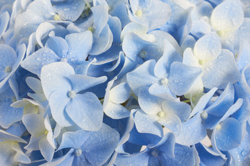 mooie zomerse hortensia bloemenachtergrond in blauwe kleuren