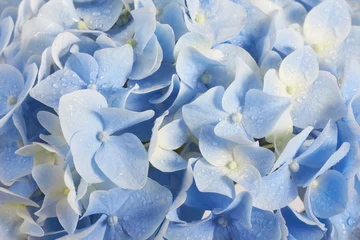 Foto op Plexiglas Hydrangea mooie zomerse hortensia bloemenachtergrond in blauwe kleuren