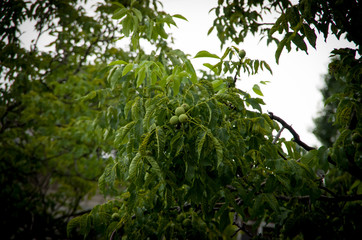 Green walnuts on a tree branch