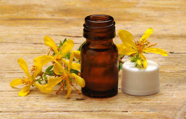 Hypericum perforatum Perforate St John's-wort Echtes Johanniskraut Hipérico عرن مثقوب Olio di Iperico Common Saint John's wort St John's wort Millepertuis perforé Äkta johannesört Kantarion Hipérico 