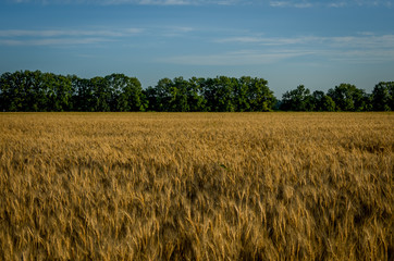 Ripe gold wheat