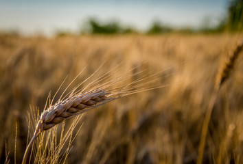 Ripe gold wheat