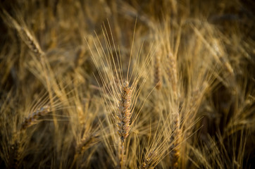 Ripe gold wheat