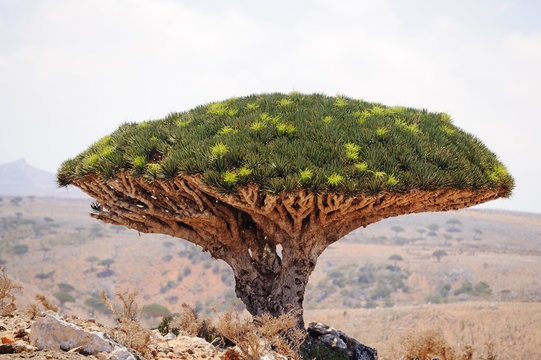 Fototapeta Flowering Dragon tree (Dracaena cinnabari) in Socotra island, Ye