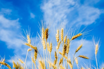 Obraz premium Ripe gold wheat