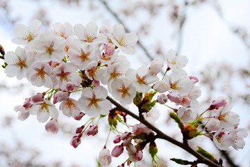 Beautiful pink cherry blossom in Vilnius city