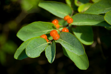Orange berries on a green bush coffee