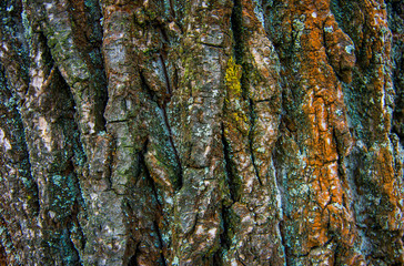 Texture of oak bark
