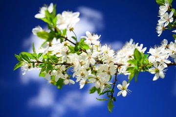 Caucasian plum white blossom and blue sky