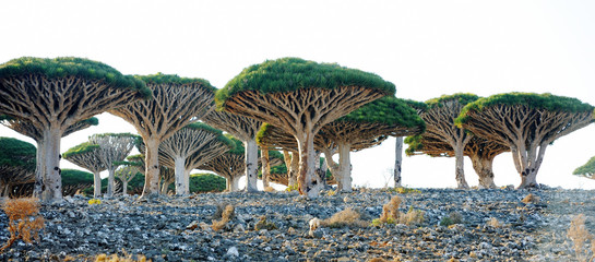 Dragon trees (Dracaena cinnabari) in Socotra island, Yemen