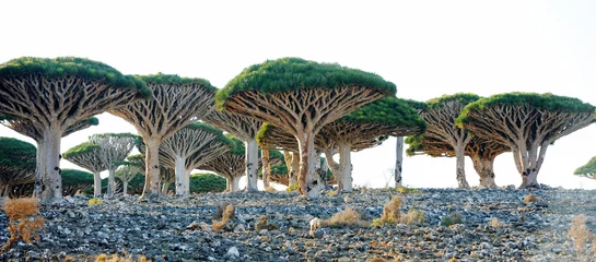 Fotobehang Dragon trees (Dracaena cinnabari) in Socotra island, Yemen © Alexmar