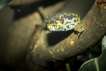 Shore pit viper snake