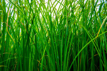 Background good forest green sedge