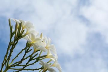 White flowers bloom been raining. Background of the sky after ra