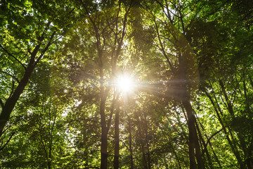 Obraz premium Bäume im Wald mit Sonnenstrahlen