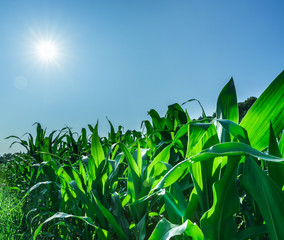 Meisfeld mit Sonnenstrahlen