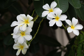 White flowers bloom in the evening.