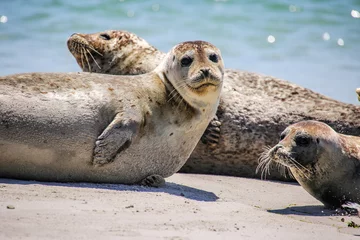 Kegelrobben an einem Nordseestrand © Christian Colista