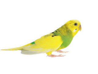 budgerigar isolated on white, budgie, (Melopsittacus undulatus)